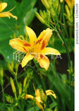 金針花 金針花 31398109