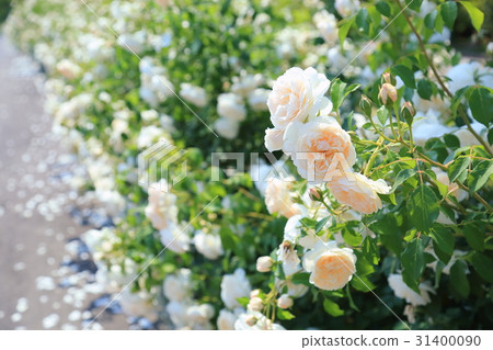白玫瑰花 31400090