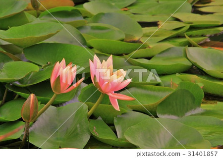 Pink lily flower Pink lily flower 31401857