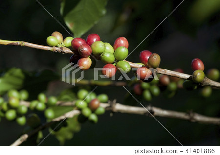 Coffee beans ripening on tree Coffee beans ripening on tree 31401886