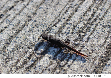 Akahara蠑螈 31401989