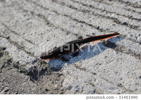 Akahara蠑螈 31401990