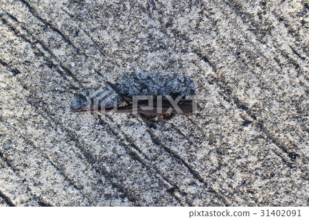 Akahara蠑螈 31402091