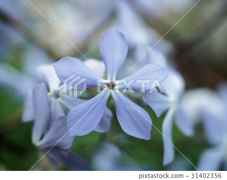 Flower in garden. Small blue flowers shooting with Flower in garden. Small blue flowers shooting with 31402356