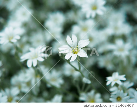 White flower in garden. Field of small white 31402407