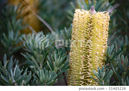Banksia 31403226