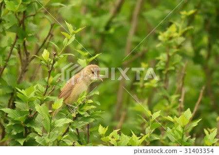 [Wild birds] Tweet 31403354