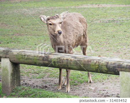 Cute deer in Nara Park, Nara City, Japan 31403452