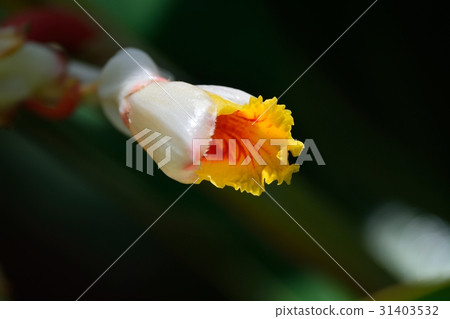 Kifugetto (yellow spot peach) 31403532