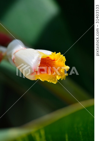 Kifugetto (yellow spot peach) Kifugetto (yellow spot peach) 31403533