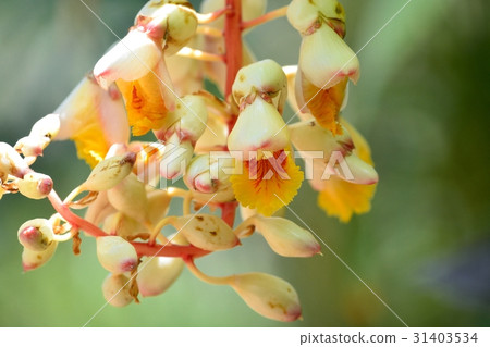 Kifugetto (yellow spot peach) Kifugetto (yellow spot peach) 31403534