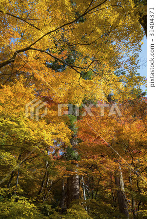 Colorful maple (momiji) leaves at Korankei,Nagoya. Colorful maple (momiji) leaves at Korankei,Nagoya. 31404371