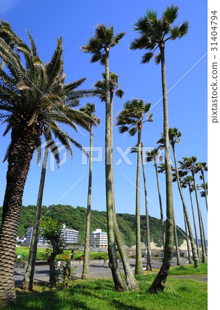 May Zushi 85棕櫚樹·Kobosu海灘公園 31404794