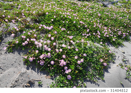 五月花Hamahirugao·Hirugao家庭01 Minamiya海岸 31404812