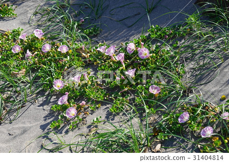 五月花Hamahirugao·Hiragao家庭03 Minamiya海岸 31404814