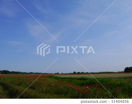 罌粟花㊴傳播花園和藍天 31404856