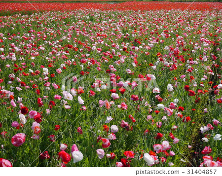 罌粟花㊵排隊Charlay Poppies 31404857