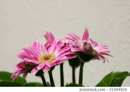 非洲菊<桃色> 非洲菊<桃色> 31404928