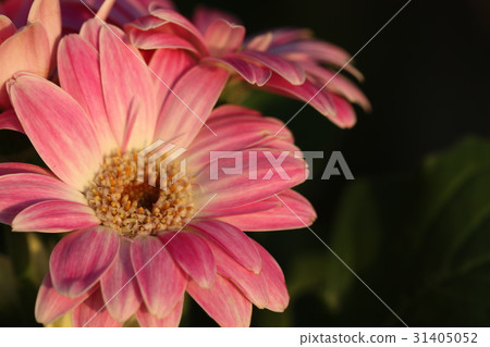 非洲菊“桃色” 31405052