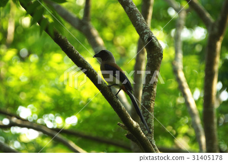 樹鵲 樹鵲 31405178