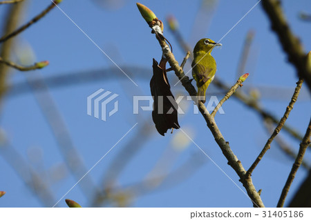 綠繡眼 綠繡眼 31405186