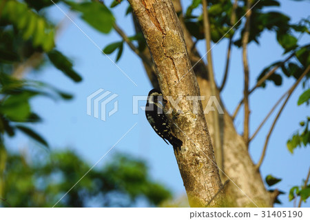 woodpecker 31405190