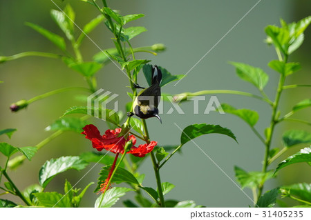 Yellow-bellied nectar bird 31405235