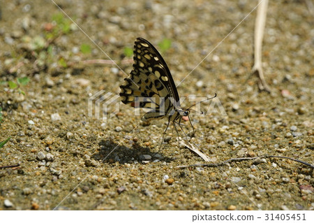 Flower butterfly 31405451