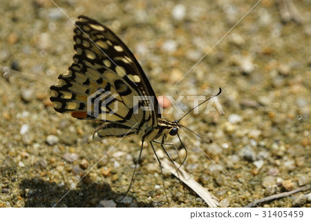 Flower butterfly 31405459