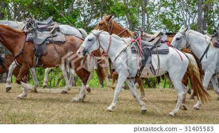 Horses prepared for tourists walking Horses prepared for tourists walking 31405583
