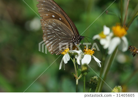 紫斑蝶 31405605