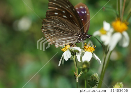 紫斑蝶 紫斑蝶 31405606
