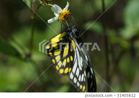 斑粉蝶 31405612