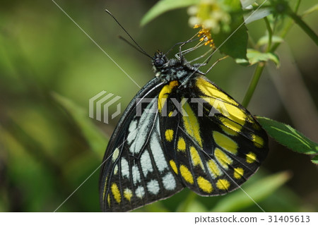 斑粉蝶 斑粉蝶 31405613
