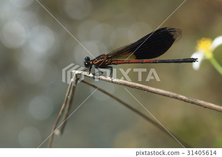 damsel-fly 31405614