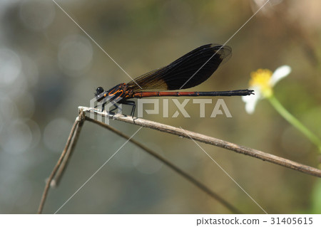 豆娘 豆娘 31405615