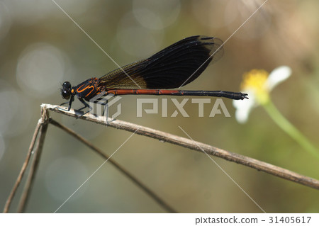 damsel-fly damsel-fly 31405617
