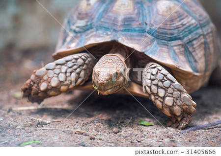 African Spurred Tortoise (Geochelone sulcata) African Spurred Tortoise (Geochelone sulcata) 31405666