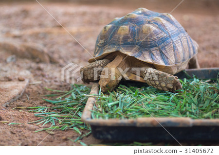African Spurred Tortoise (Geochelone sulcata) African Spurred Tortoise (Geochelone sulcata) 31405672