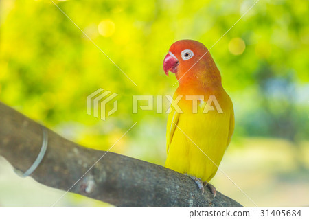 Lovebird parrots sitting on a tree branch 31405684