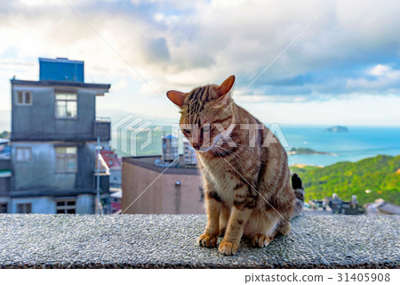 Stray cat sittin on a wall in Jiufen village 31405908