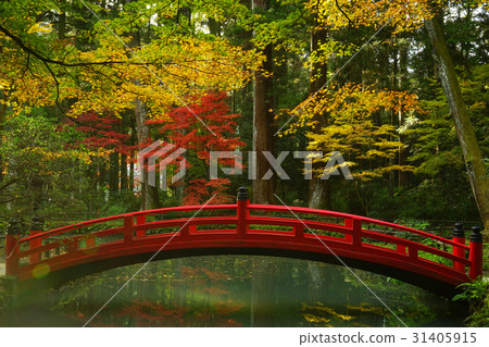 Autumn leaves Autumn leaves 31405915