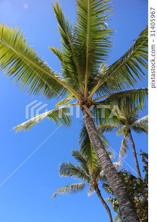 Palm tree and blue sky · Hawaii Palm tree and blue sky · Hawaii 31405967