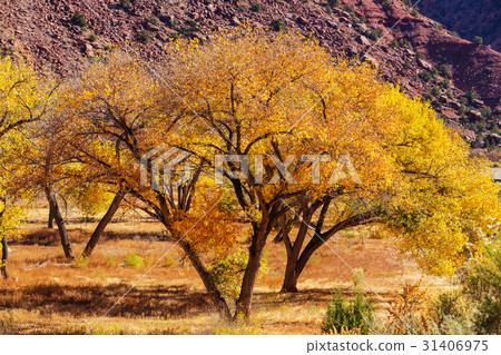 Autumn tree Autumn tree 31406975