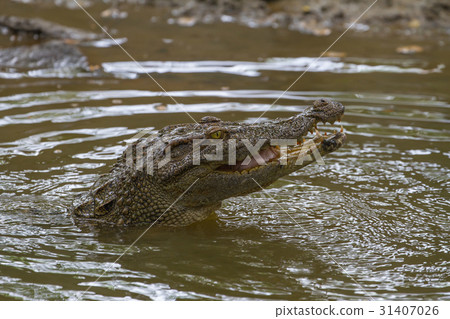 Close up Siamese Crocodile in Thailand Close up Siamese Crocodile in Thailand 31407026