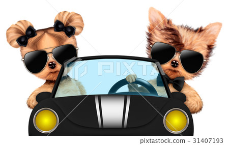 Couple of puppies sitting in a cabriolet 31407193