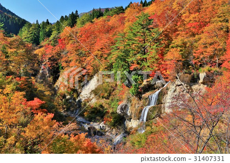 Autumn leaves in the autumn leaves Autumn leaves in the autumn leaves 31407331