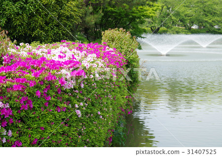 Azalea of Meijo Park 31407525