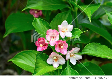 博克斯爾夫 31407578