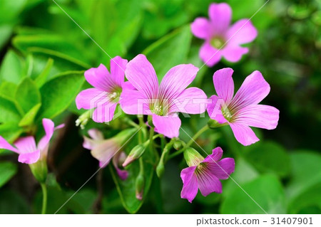 Murasaki Kabaki 31407901